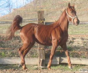 Puzzle Ventasso άλογο που κατάγονται από την Ιταλία